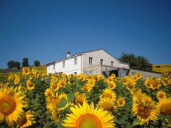 tepitome:  So, I was looking online for houses in Italy, and I came across this place surrounded by sunflower fields and I think I fell in love. 