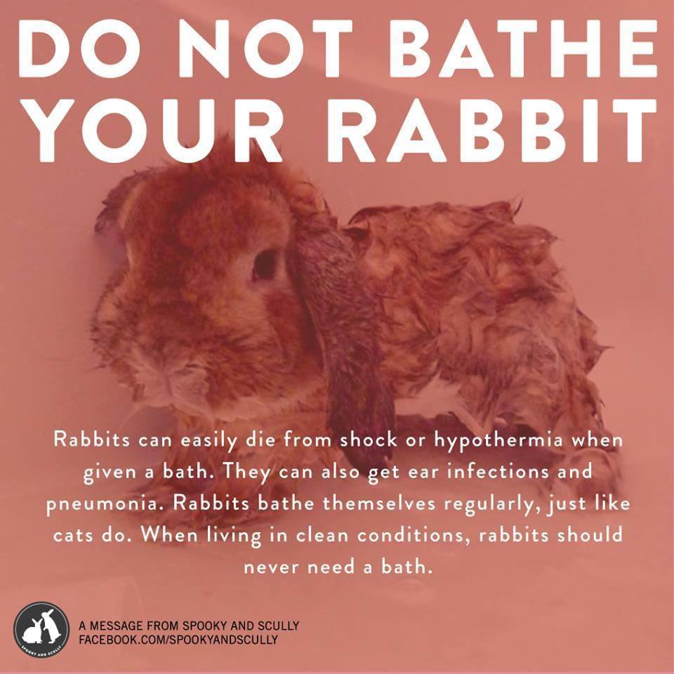 ragemovement:  sfrishberg:  Please do not bathe your rabbit! Apparently there is