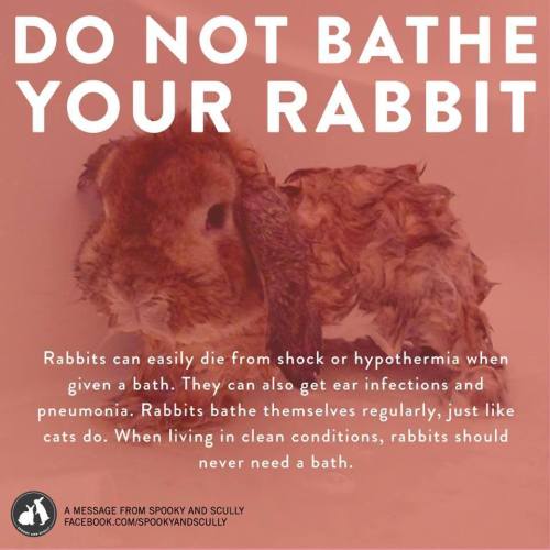 amazingatheist:   maitaijulie:  aviculor:  important psa about buns  We raised rabbits when I was a child and my sister gave a rabbit a bath (she was 5) and it died..so heed this instruction.  I wasn’t going to reblog this, but then I realized I might