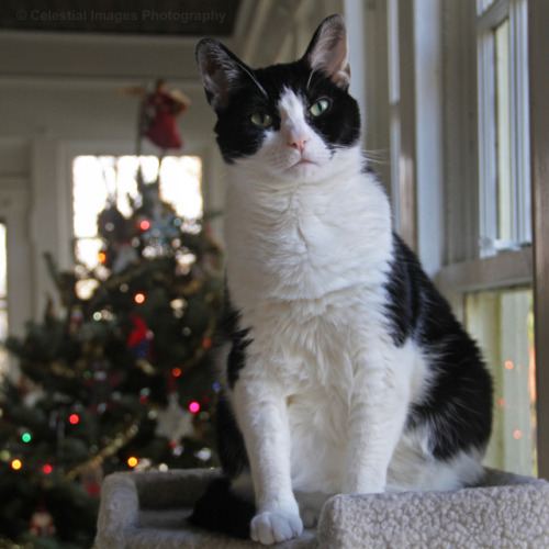 mischiefandmay:Guardian of the Christmas tree