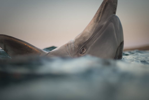 kohola-kai:Dolphins - Photos by George Karbus