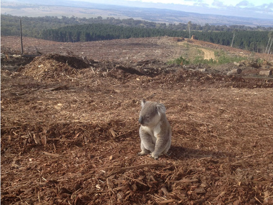 thesnobbyartsyblog:  white-wid0w:  hailstorrm:  boredpanda:    Heartbreaking Photos