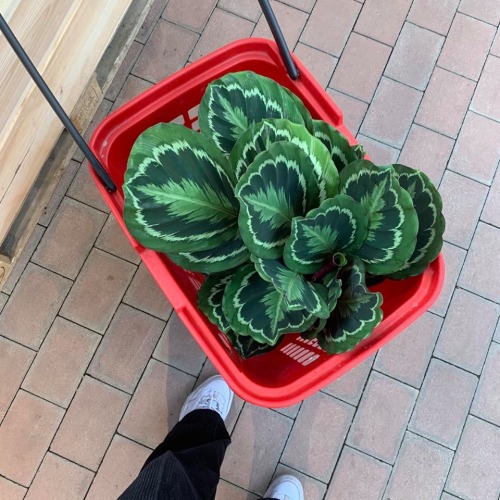 I found the biggest calathea at the plant store this friday!! It had more than 7 new leaves that wer