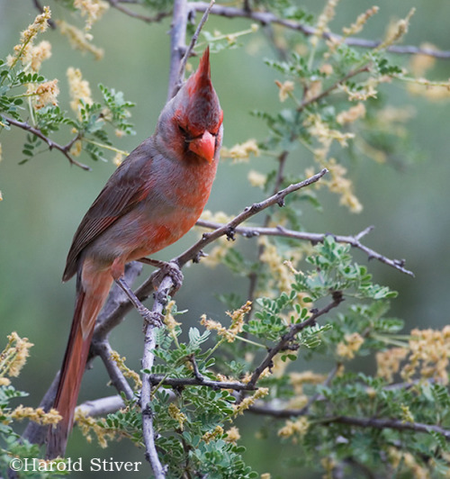 ainawgsd:The pyrrhuloxia or desert cardinal (Cardinalis sinuatus) is a medium-sized North American s