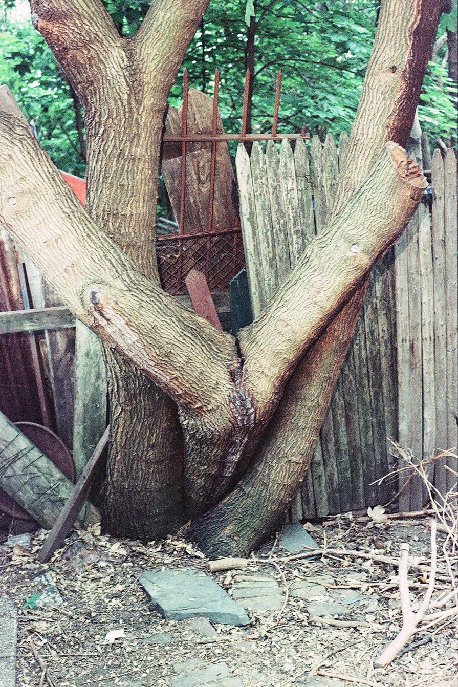 alieneyeball:  sexo  Yes, i am a tree hugger!
