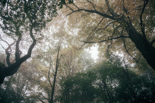 ardley:Yellow Canopies, LondonPhotographed By Freddie Ardley