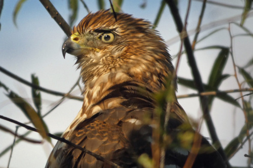 occasionallybirds:  My favorite bird photos of 2022, for @luxlit‘s Year-end Top 5 Photo Extravaganza, showcasing some of the photography talent here on tumblr, and running for 24 hours on New Year’s Day.  Well worth a look.Palm WarblerGray CatbirdCooper’s