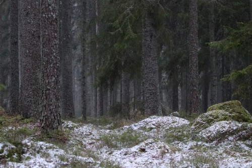 michaelnordeman: Let’s stay here for a while. Värmland, Sweden (January 23, 2022).  restful experien