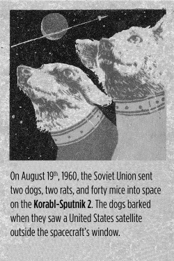 npr:  skunkbear:  A very furry story from the history of the space race! Khrushchev’s move strikes me as brilliant: half, “we may be engaged in a cold war, but we’re still human!” and half, “the dogs we sent to space are already having babies.