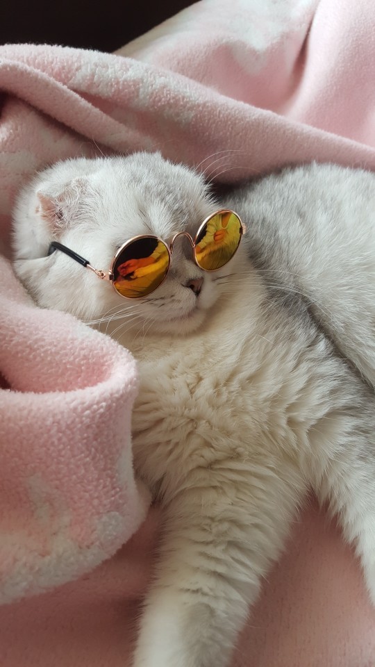 friendly-animals:  Buy these Cool Cat Glasses here &gt; Link