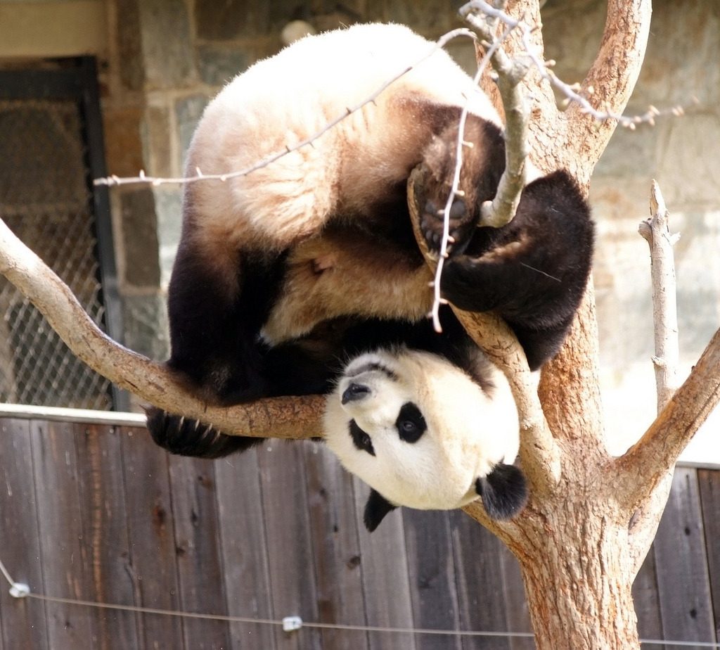 giantpandaphotos:  Mei Xiang at the National Zoo in Washington D.C. on March 30,