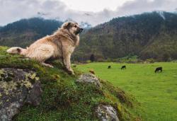 awwww-cute:  Last year I went backpacking through the republic of Georgia in Eastern Europe. On a long hike into the mountains, this dog decided to join me. We hiked together for about seven miles before he wandered off. Here he is keeping guard as I