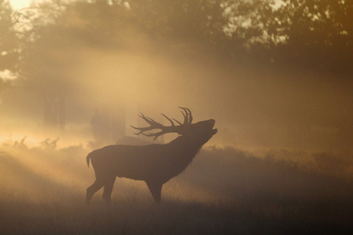 nubbsgalore:the autumn rut in england’s richmond park, photographed by dan kitwood