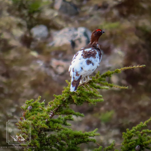 fentonphoto:This ptarmigan was making all sorts of noise during our hike last weekend.   #bird #stat