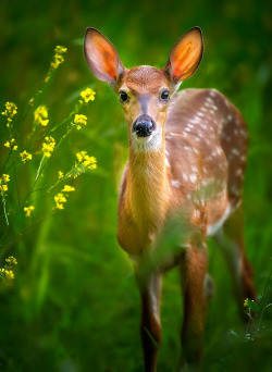 drxgonfly:  Fawn and Flowers (by Steve Perry)