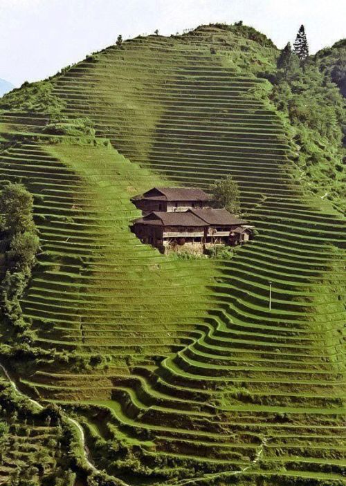 psychetronictonic: Longji Terrace, Chinae 