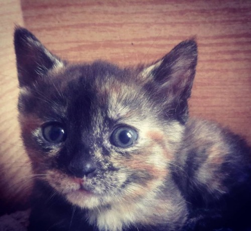 #photagraphy #animals #kittensofinstagram