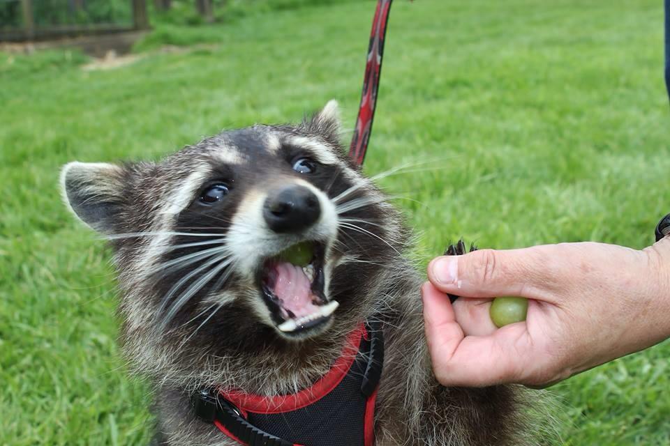catsbeaversandducks:  October 1st is International Raccoon Appreciation Day and to