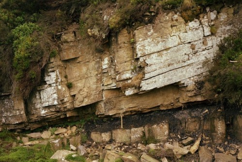 Coal in sequenceThis outcrop near Keasden in England shows a classic British coal layer surrounded b