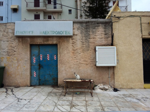 Cat in Lavrio