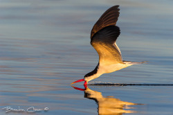 Wapiti3:  African Skimmer By Brendon Cremer On Flickr.via Flickr: This Skimmer We