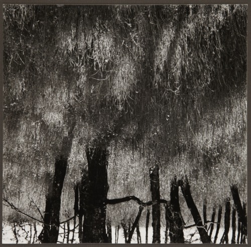 Ruth Bernhard, Trees Walking, 1972