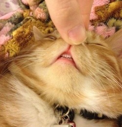 tiny cat teeth are so important