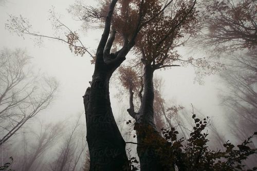 Old tree in the fog #photography #nature #naturephotography #fog #forest #mystery #coverart #photoco