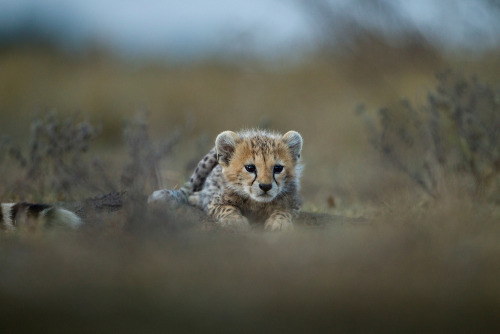 big-catsss:  (by Paul Souders) 