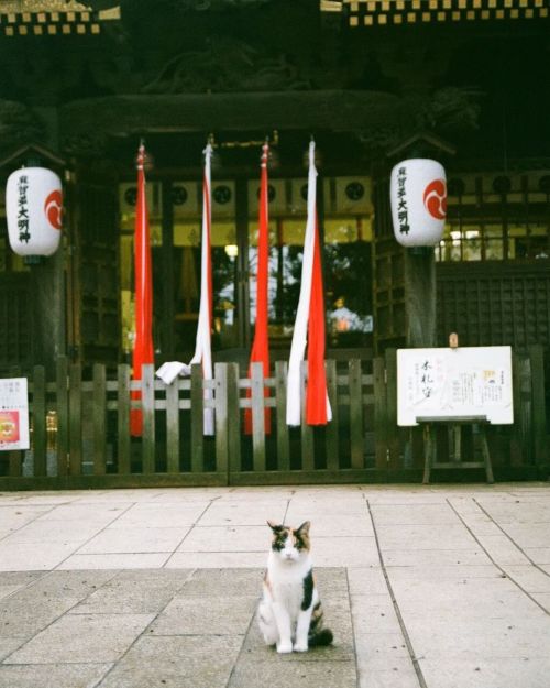 狛猫#ねこ #cat #猫 #麻賀多神社 #フィルム #α7700i