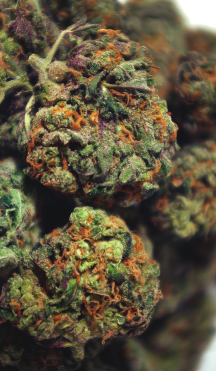 fuckitol420.tumblr.com/post/112452740274/