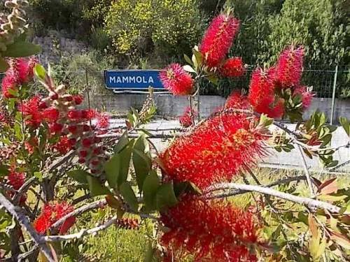 South italian plants. Feat.; Mediterranean sea - trees, agaves and opuntias along seashore (fot.: 9,