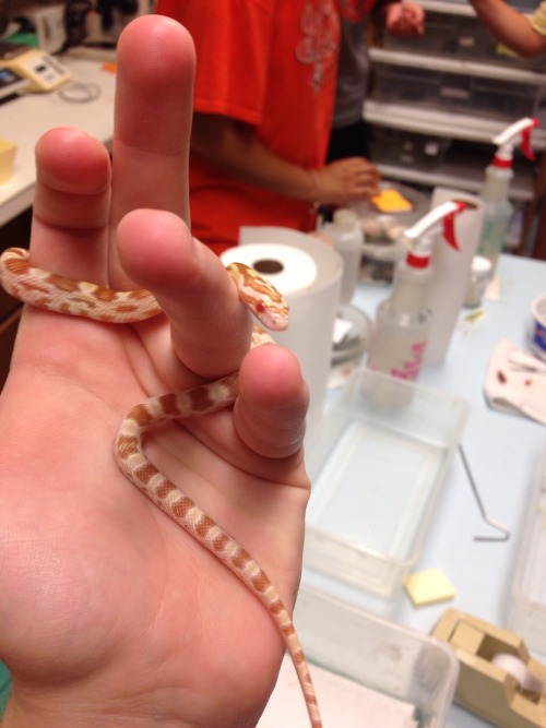 rate-my-reptile: hufflrpuff:one of the babies i’m taking care of this semester :DWelocolm to Wor