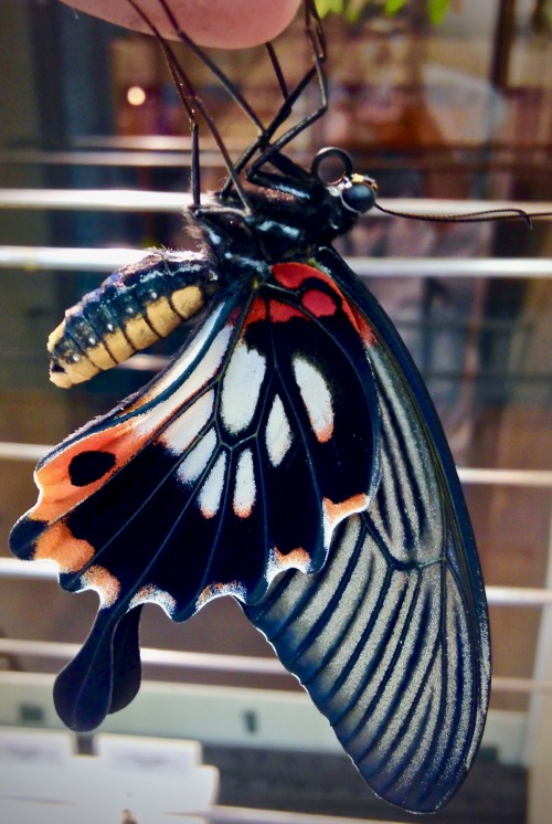 Great Yellow Mormon (Papilio lowi) female ♀