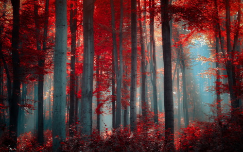maire-annatari:Blood red forests!