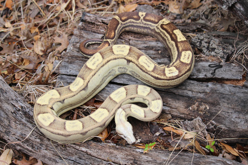 Bermuda Rose - VPI T+ motley (Boa imperator)