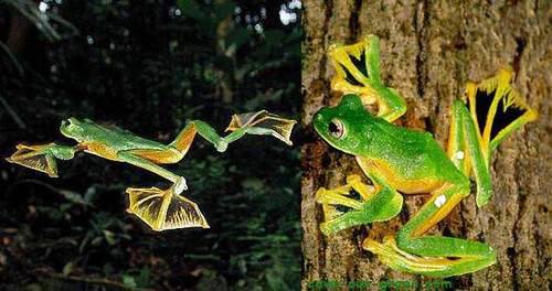 mothbug:  kabochki:   mothbug:  Forever grateful that the Wallace’s Flying Frog