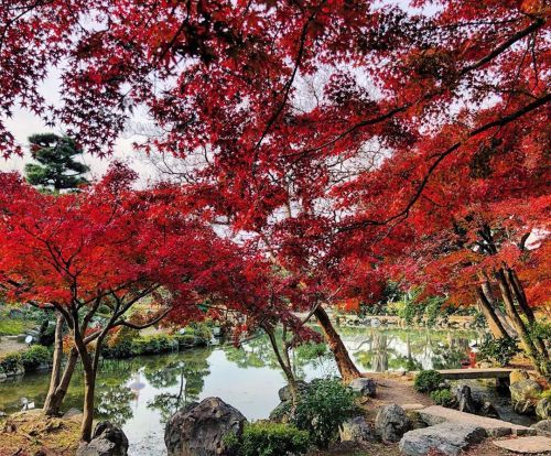 ⛳️1577. 渉成園（枳殻邸庭園） Shoseien Garden, Kyoto 先週訪れた圓光寺など京都の北の方の紅葉は完全にピークは過ぎた場所が多いですが、本日訪れた渉成園はまだまだ真っ赤な紅葉