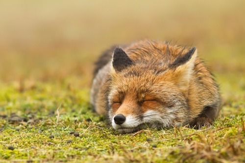 fuckyeahfoxfriends:  wild-ish:  Foxes are just fucken ridiculous  I love reblogging photosets like this. 