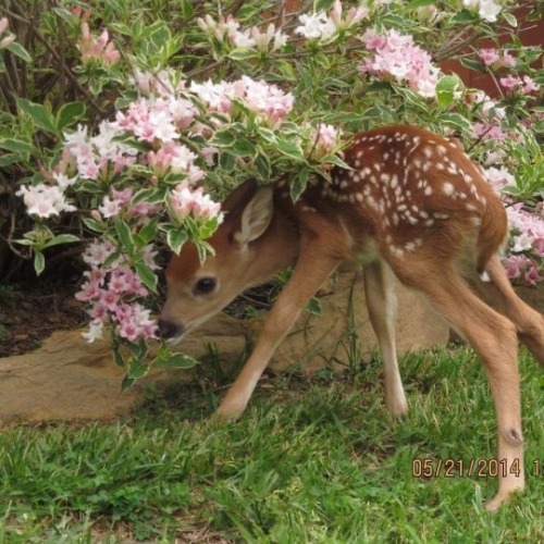 Deer And Fawns