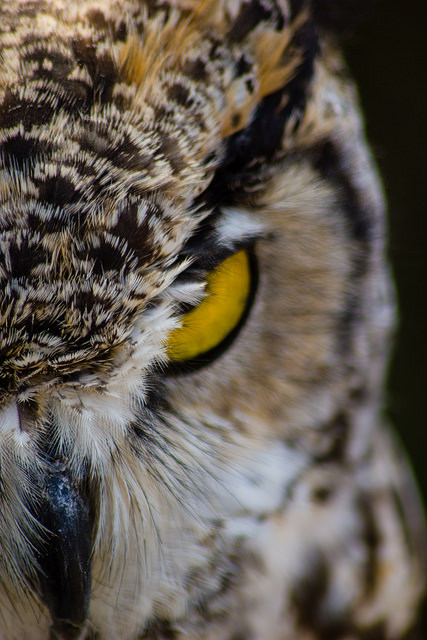 Young great horned owl