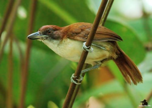 Great Antshrike ♀️ #nature_worldwide_birds #bird_captures #your_best_birds #birdphotography #greatan