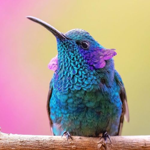 birdblues:Lesser Violetear