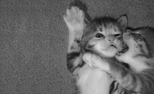 quotes-and-gifs:  feeling sad? look at this baby animal blog! 