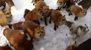howtoskinatiger:  (Video source) 