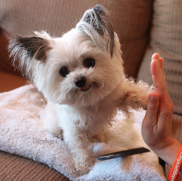 nikk-elli:  catsbeaversandducks:  This guy gives the coolest high-fives EVER. Photos