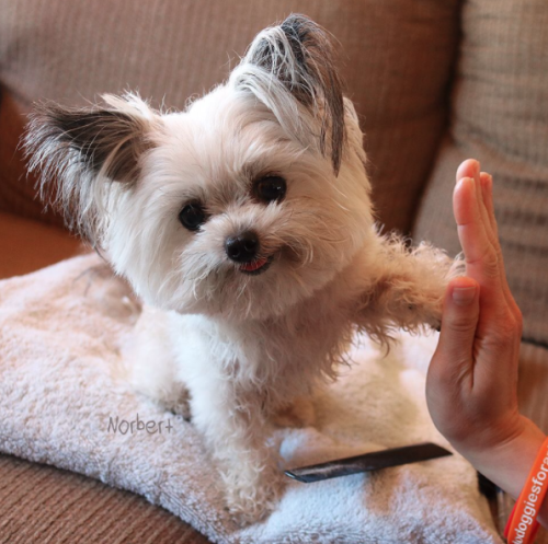 nikk-elli:  catsbeaversandducks:  This guy gives the coolest high-fives EVER. Photos by ©Norbert The Dog  my dream is to high five THAT DOG 