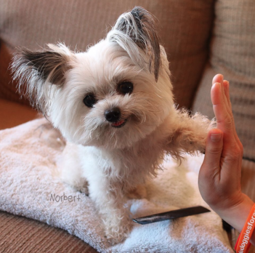 catsbeaversandducks:This little guy gives the coolest high-fives EVER.Photos by ©Norbert The Dog