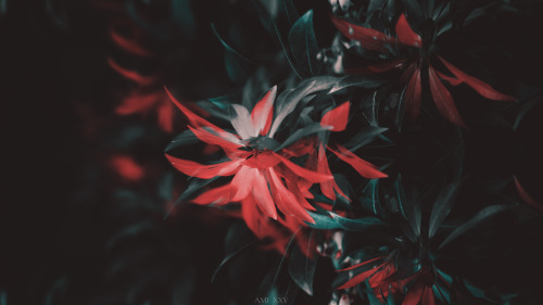 amexxvphotography:  AMEXXV 