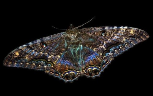 Beautiful Black Witch Moth